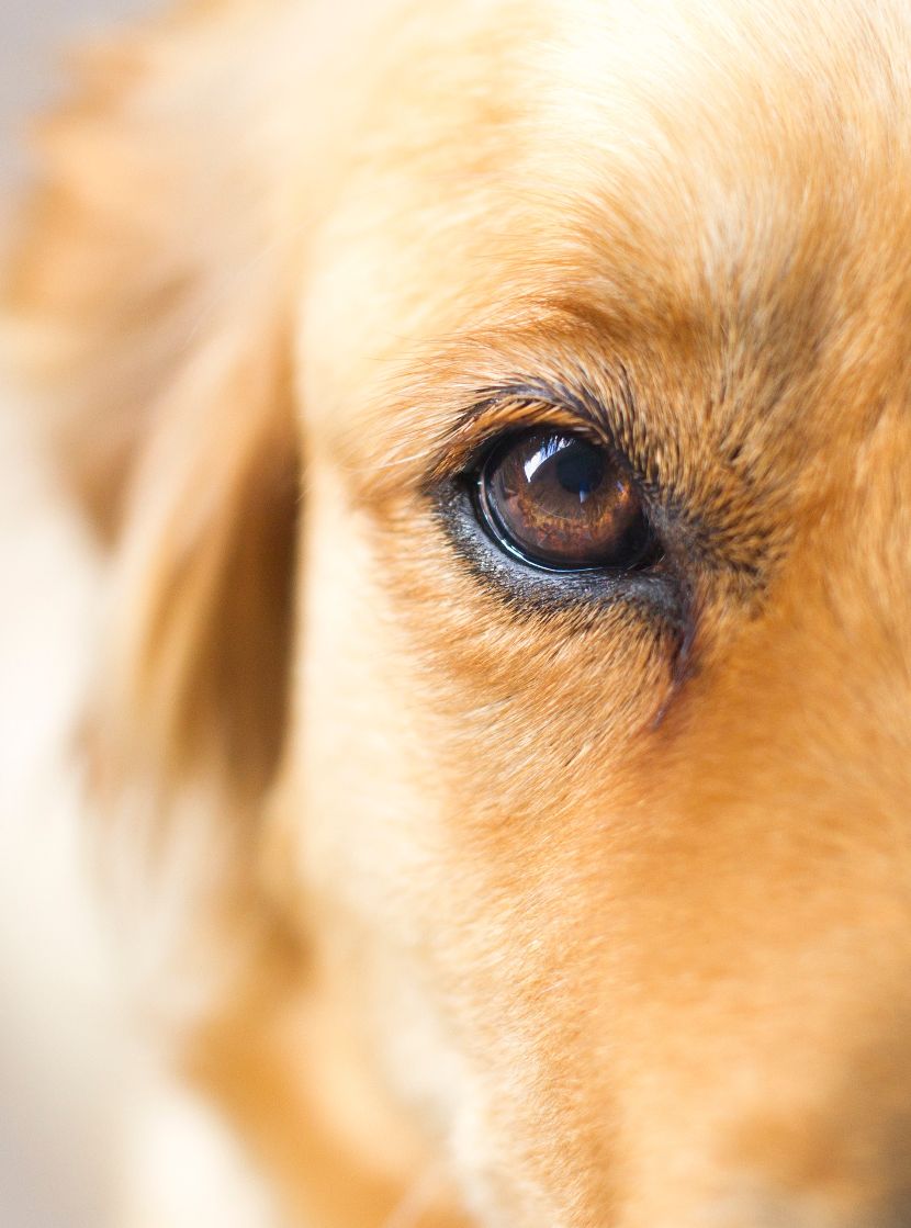 Saúde Ocular no Cães Saúde Ocular no Cães